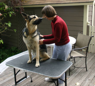 This picture shows me grooming Hardy, my retired German Shepherd Seeing Eye Dog. My right hand is over his back. He has his head turned, looking at me, just about to give me a schlurp. 