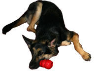 Picture: Hugh, my German Shepherd Seeing Eye dog is curled up with his brand new Kong by his nose.